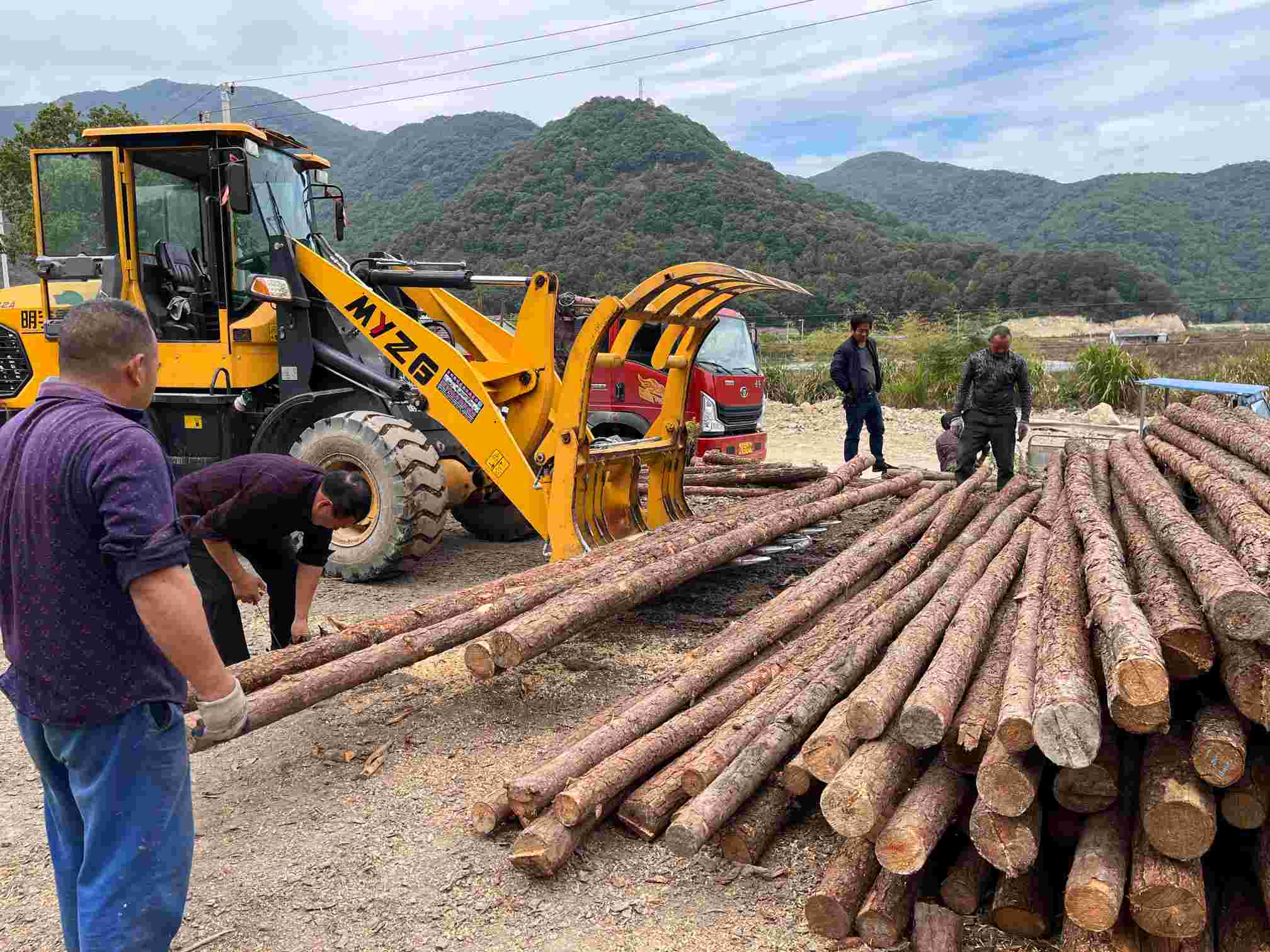 松木桩搬运现场
