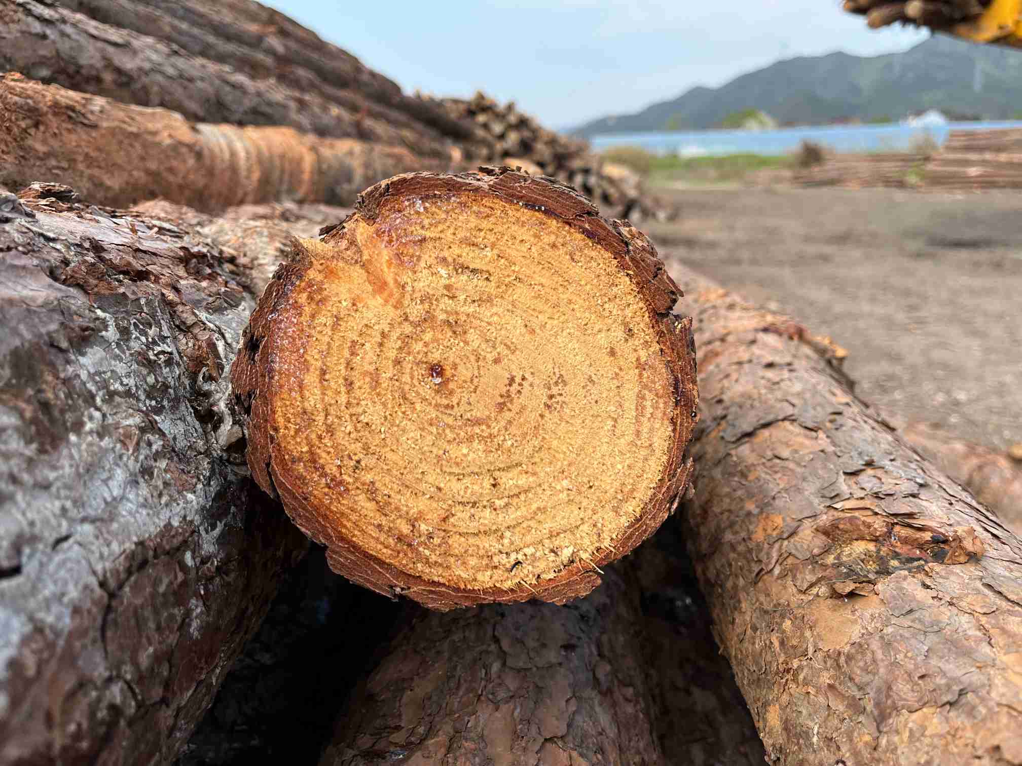 松木桩规格及尺寸